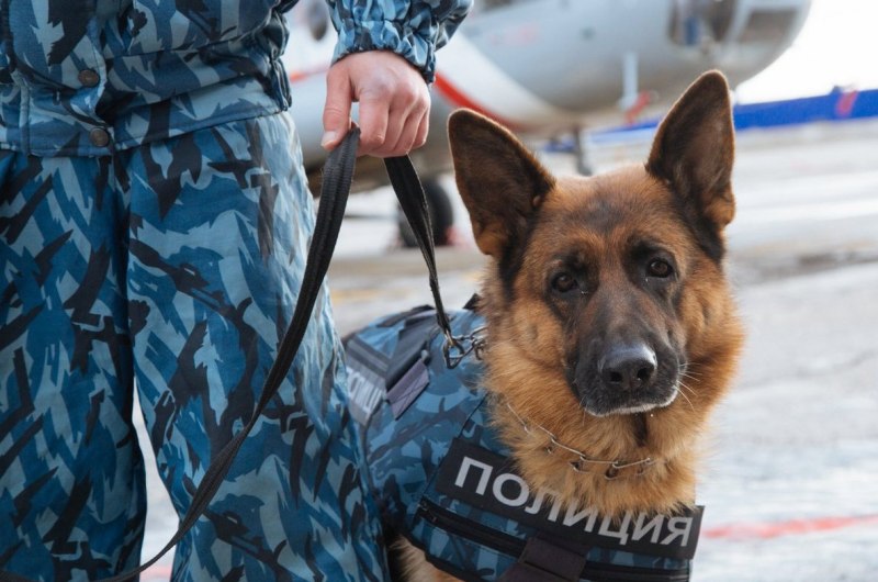 Немецкие овчарки в полиции