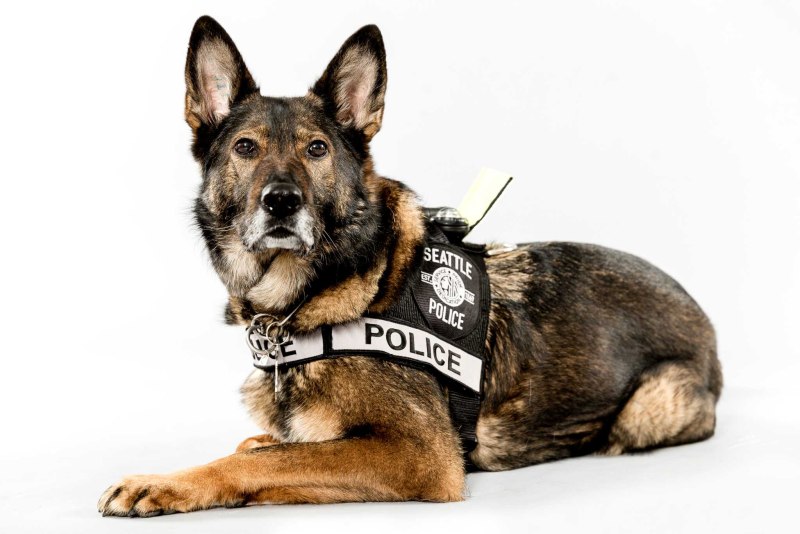 Немецкая овчарка k9