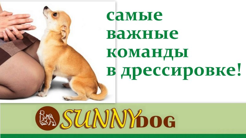 Команда крокодил для собаки