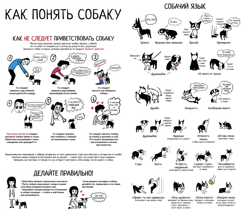Собачий язык жестов