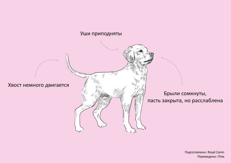 Как понять о чем говорит собака
