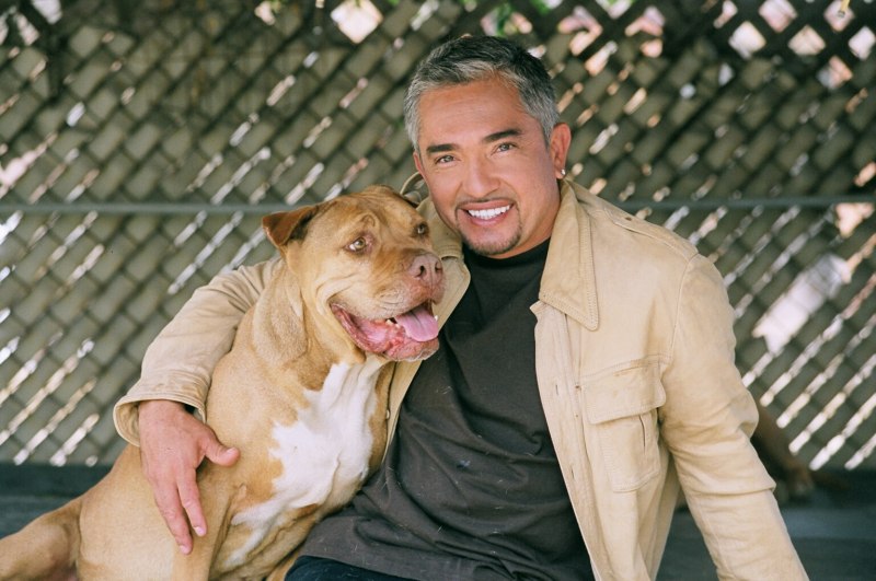 Dogs CBD for sale
