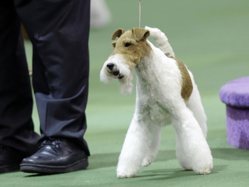 Dog Top view рисунок