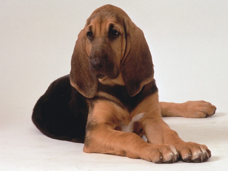 American Black and tan Coonhound