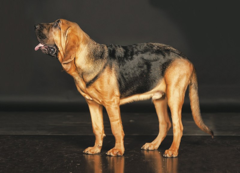 Порода собак tan Coonhound