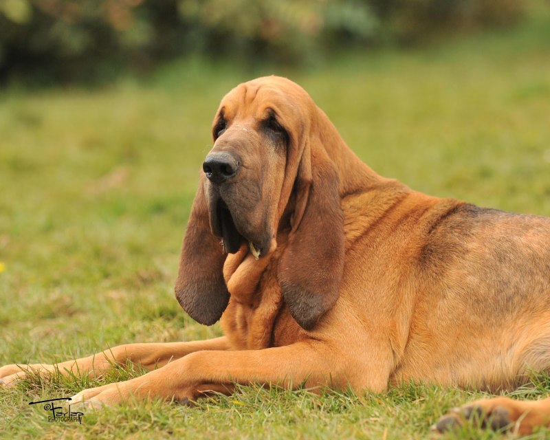 Mine Hound устройство