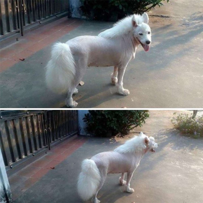 Стрижка самоеда