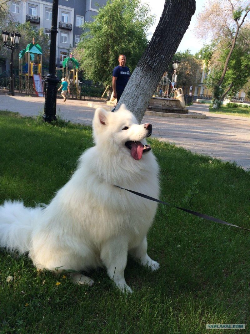 Корги плюс Самоедская лайка