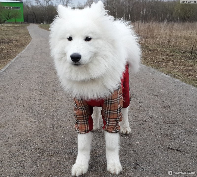Самоедская лайка