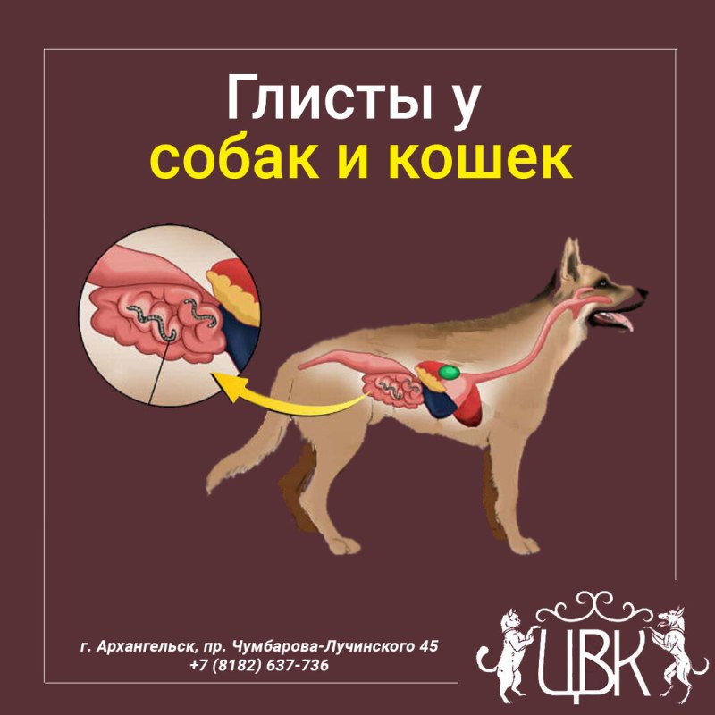 Собака больная гельминтами