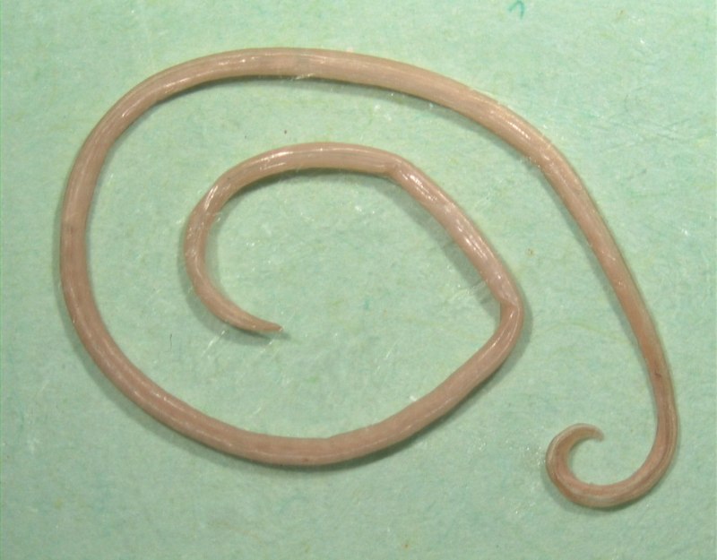 Trichuris Vulpis