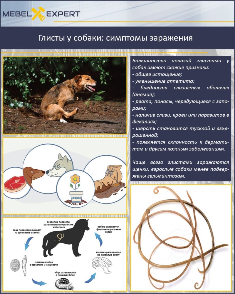 Токсокара собак цикл развития