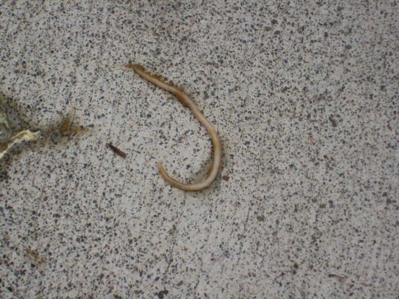 Dipylidium caninum (дипилидиоз, огуречный цепень)