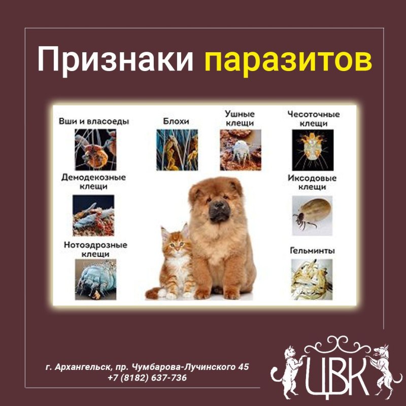 Глисты огуречный цепень