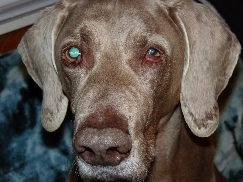 Dog Whiskers