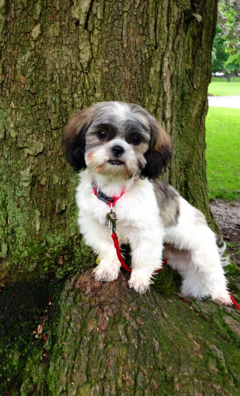 Shih Tzu Puppy