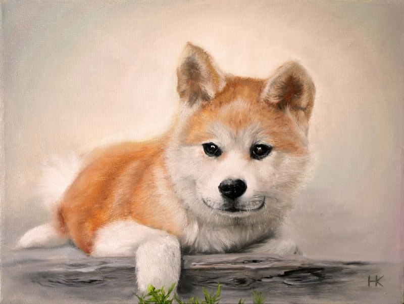 Собака корги Акита