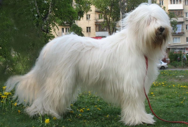 Южнорусская овчарка