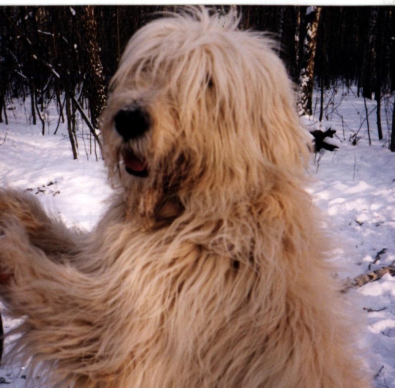 Южнорусская овчарка / Yuzhnorusskaya Ovcharka (South Russian Shepherd Dog) (326) к