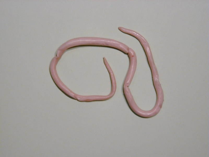 Круглый гельминт Ascaris lumbricoides