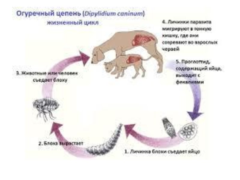 Кожные заболевания у лабрадора