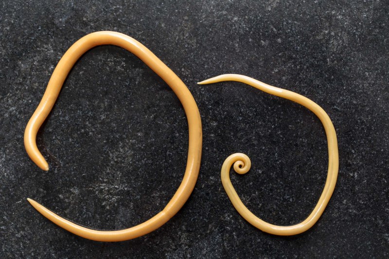 Круглый гельминт Ascaris lumbricoides