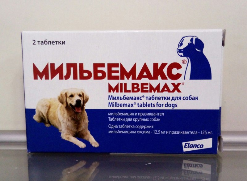 Собака пьёт из водоема
