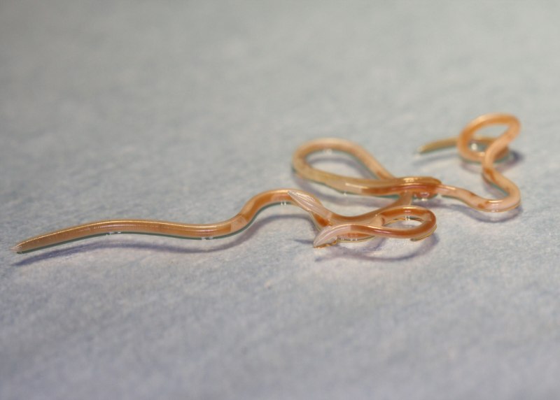 Круглый гельминт Ascaris lumbricoides