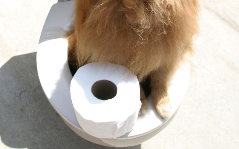 Dog Toilet