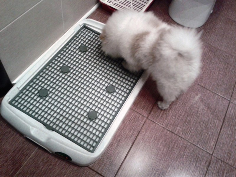 Туалет для собак Pet Potty