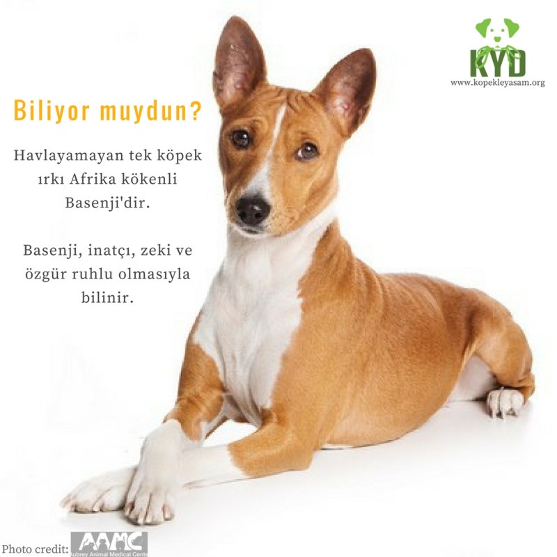Басенджи Мумия