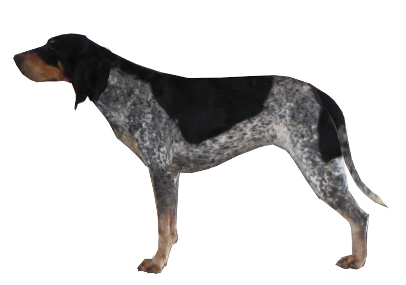 Hound Tribal Португалия