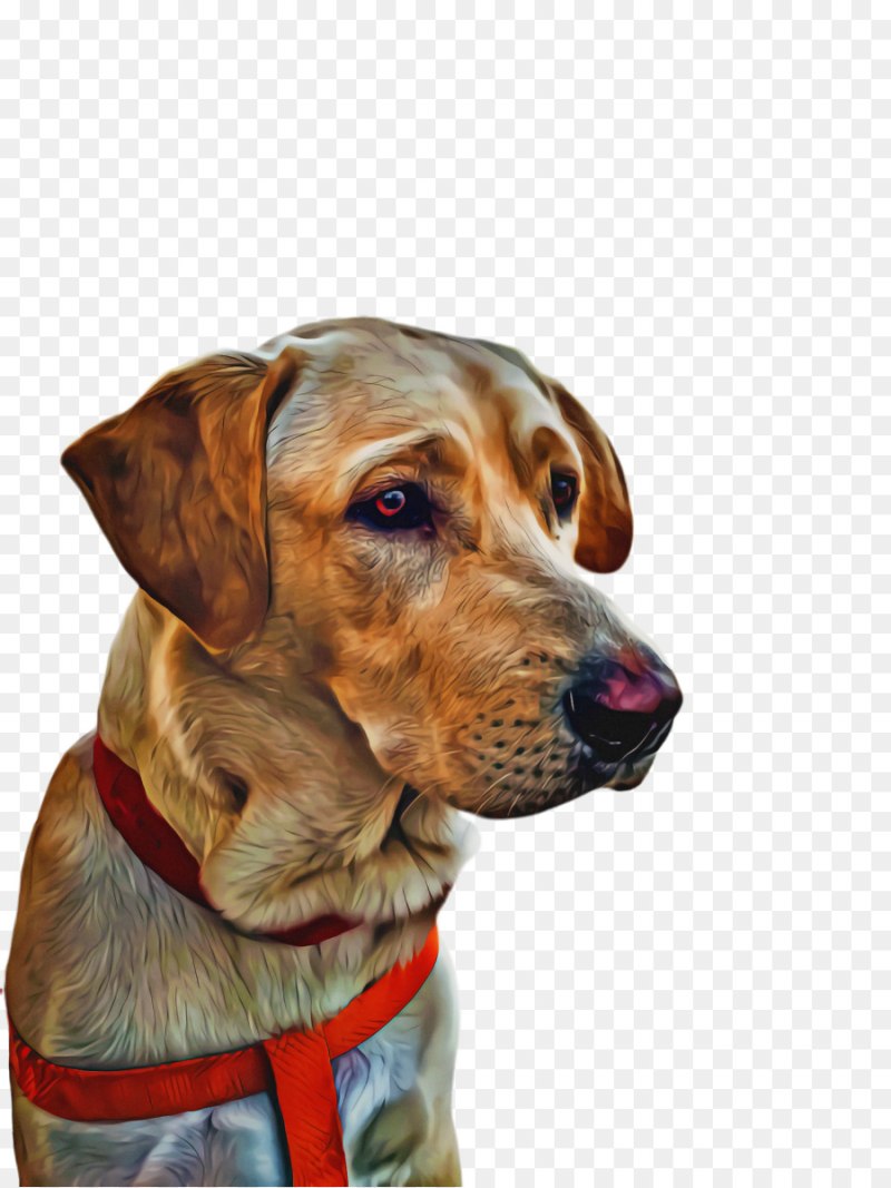 Русская собаки PNG