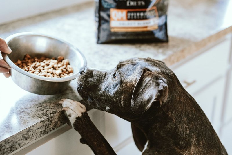 Lactation Diet for Dogs