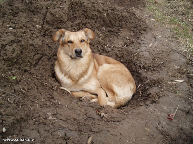 Пристройство щенят