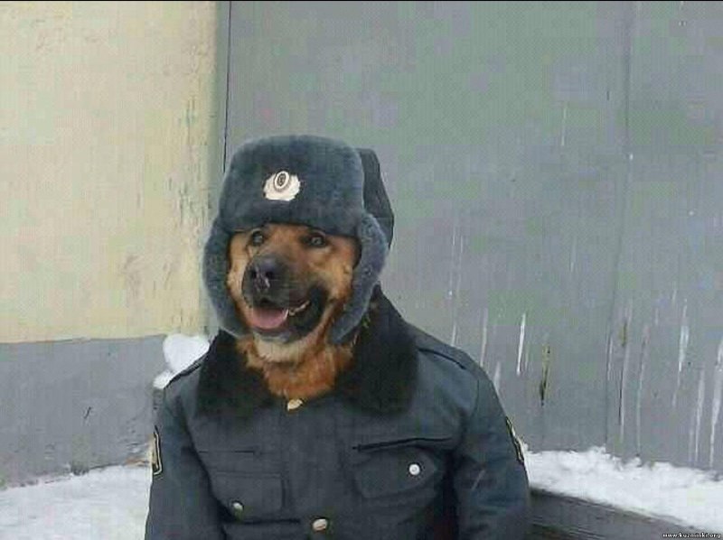 Полицейский с собакой