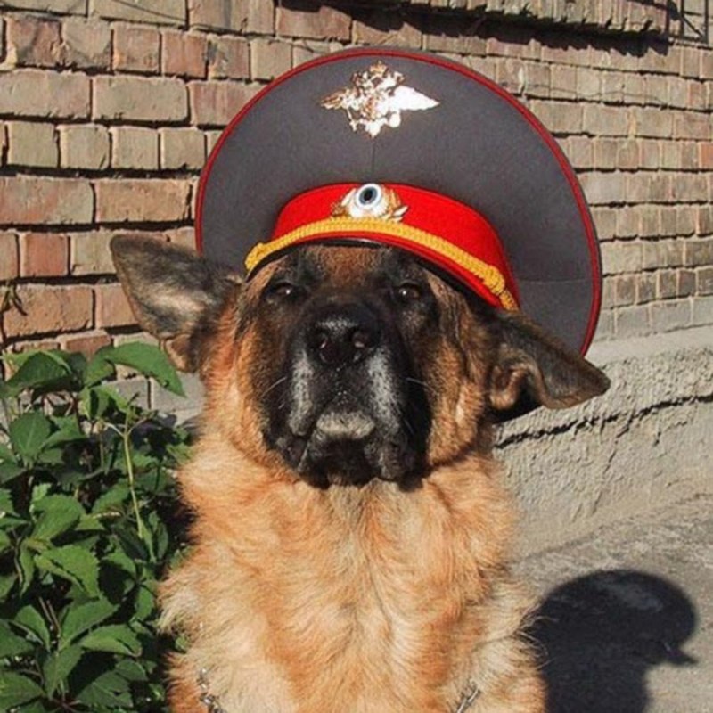 Собака в ментовской форме