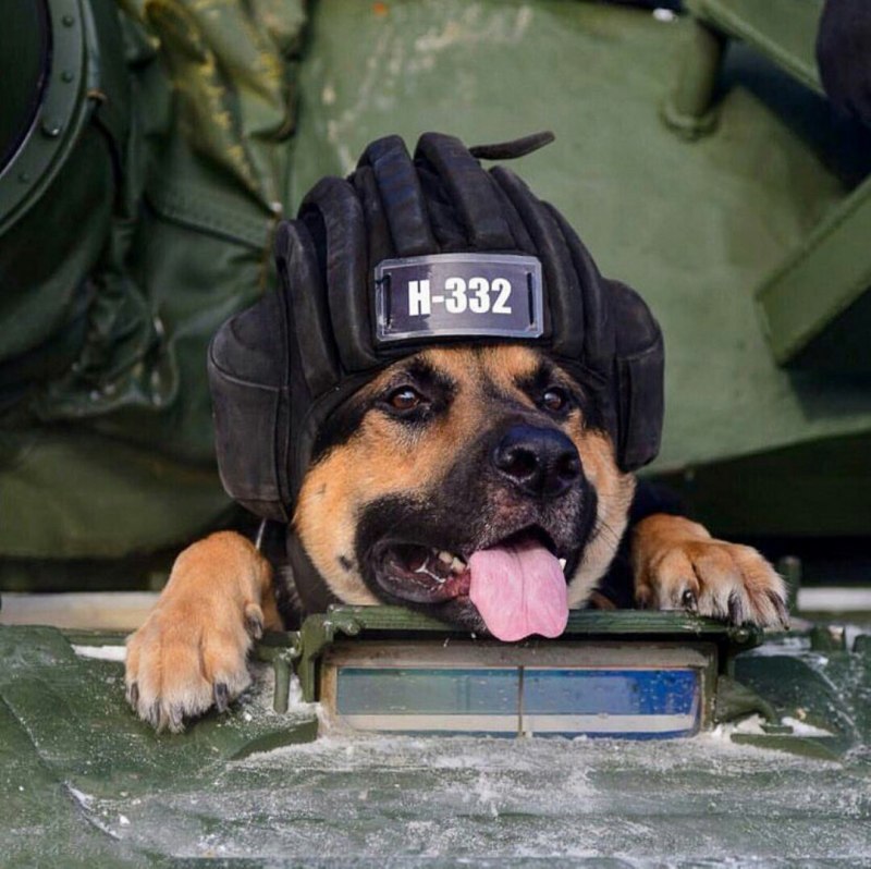 Доберман k9