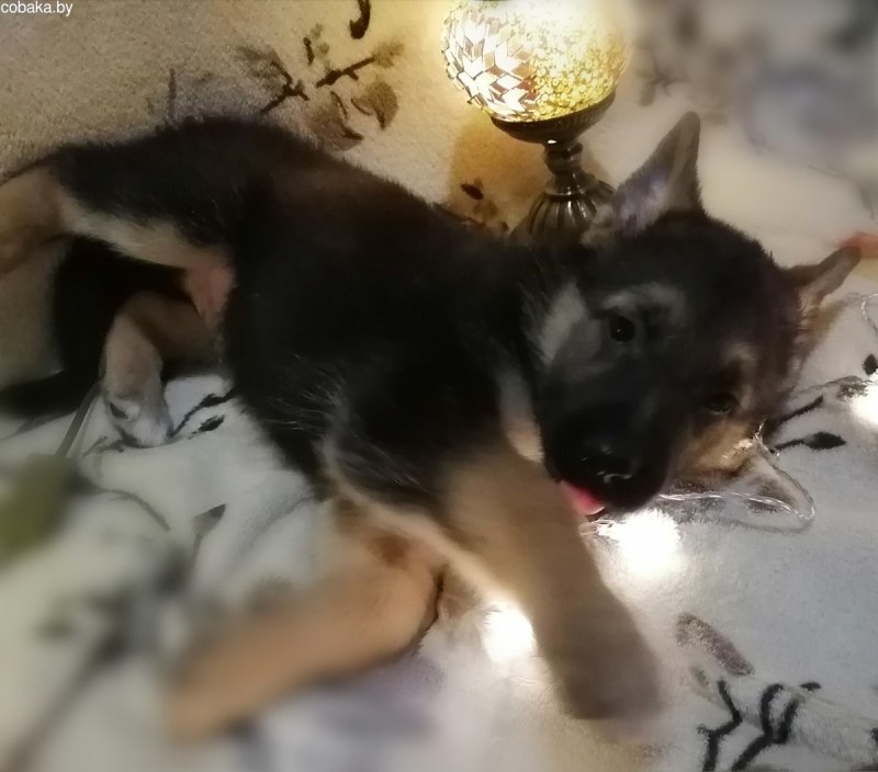 American Alsatian