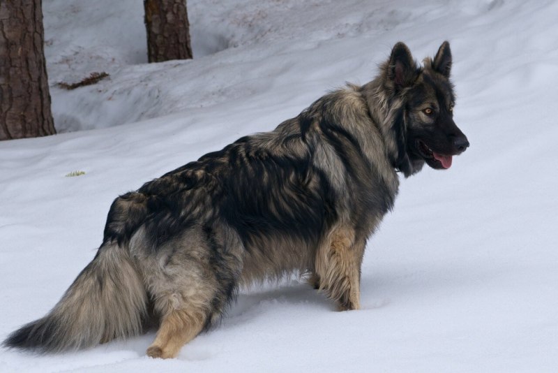 Шилонская овчарка Shiloh Shepherd