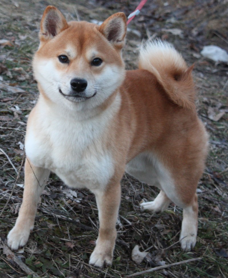 Статистика роста Shiba Inu