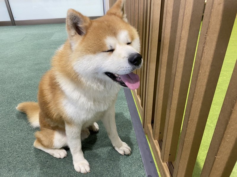 Shiba Inu Dog Killer