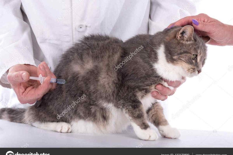 Подкожный укол коту в холку