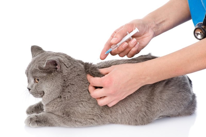 Вакцинация котят