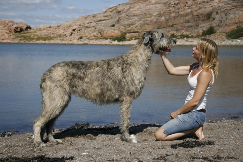 Dog Mermaid