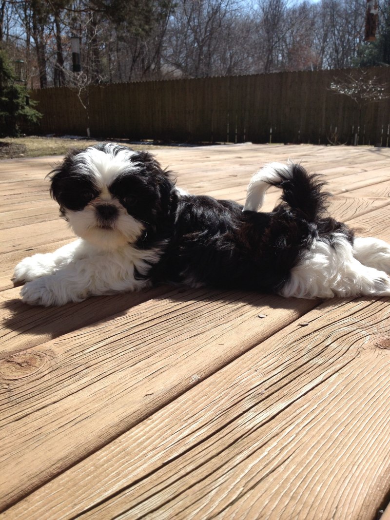 Dog Breeds when Puppies and when old