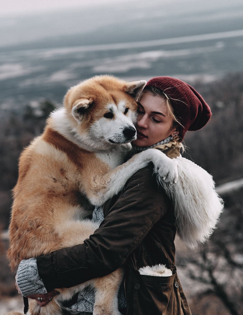 Акита ину взрослая
