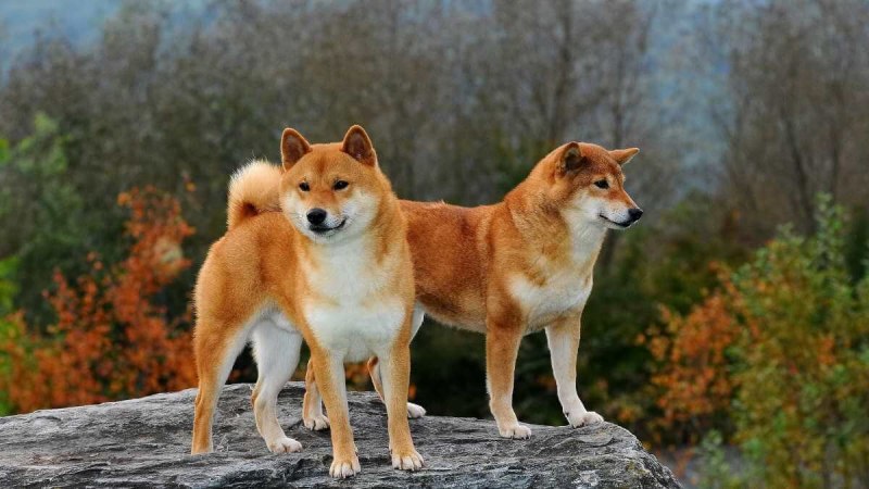 Коралловый ину