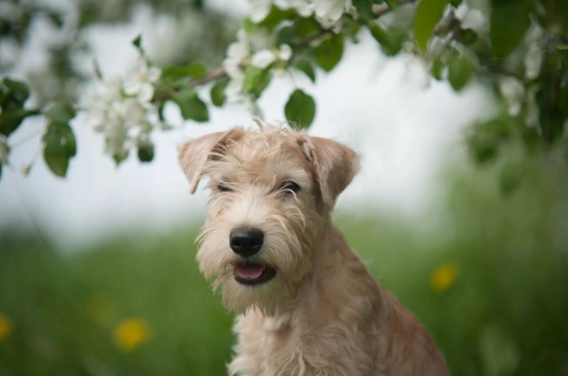 Soft Coated Wheaten Terrier