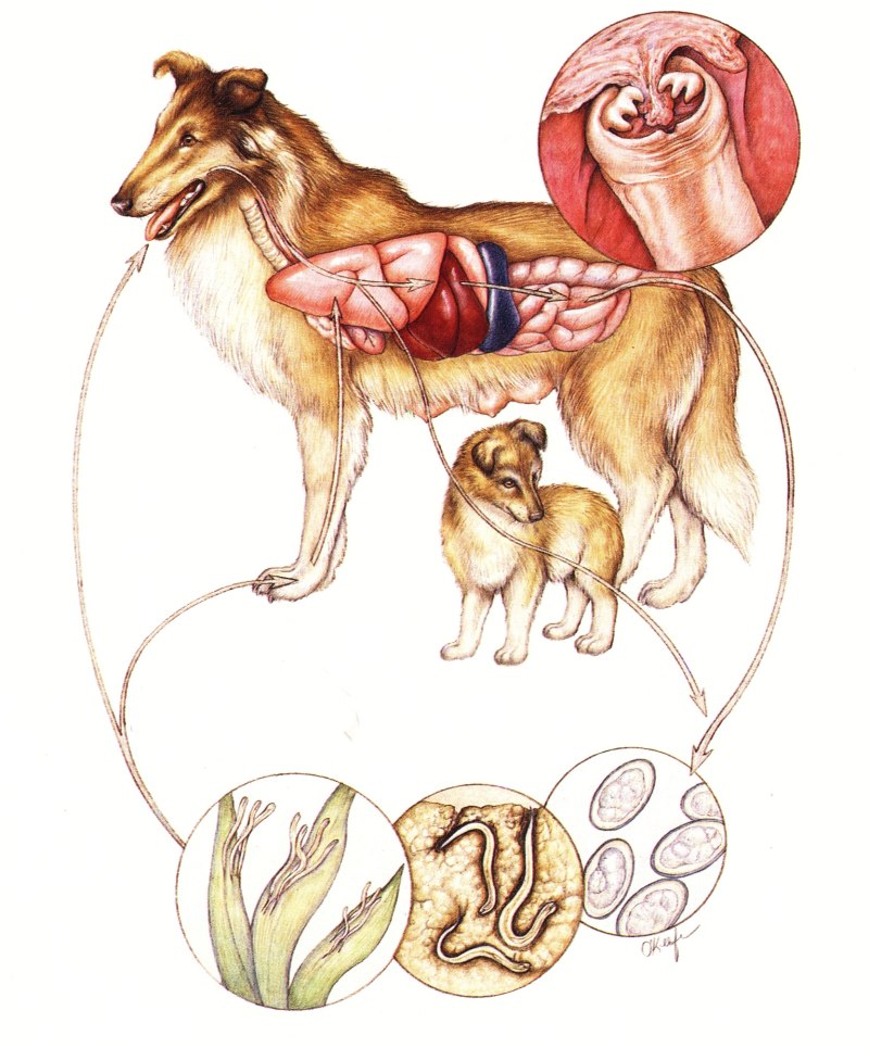 Toxocara canis жизненный цикл